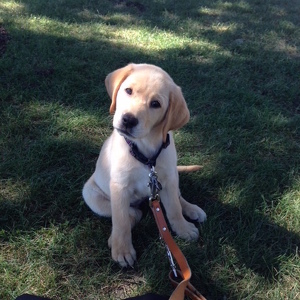 Fundraising Page: Sherry Perkowitz